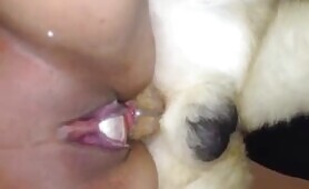 Husky Master - Amateur