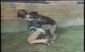 Big horny dog attack a girl