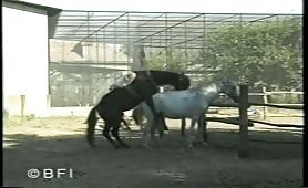 traditional horse fucking with assistance 