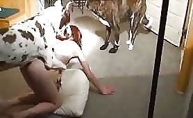 Giant dog fucks slut in a bar