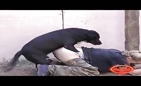 Pervert slut fucked by dog