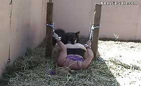 Wolf rape white women