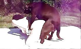 Amateur dog sex movies
