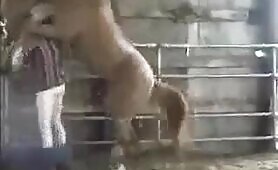 Luring horse to fuck