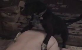 Little dog fucks woman in doggie style