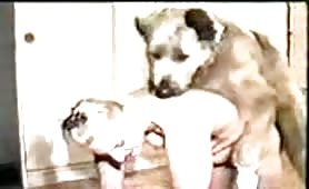 Dog sex bestiality