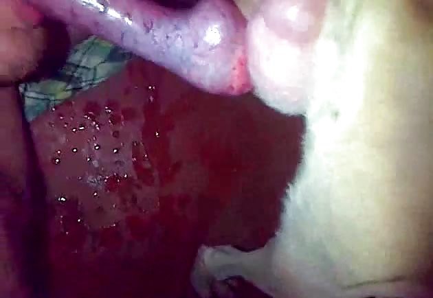 Nice dog cock