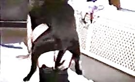 Perfect doggystyle animal sex