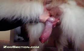 Amateur - Webcam - Fun