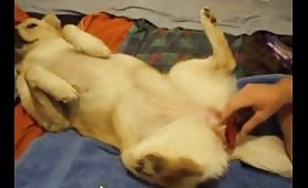 fuck doggy