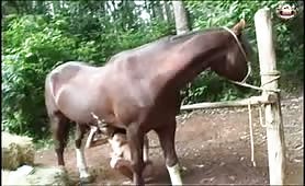 Crazycow - Horse, Arlene