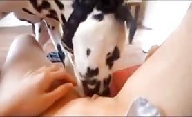 licked by dalmation