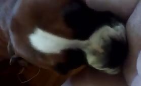 dog licking my pussy