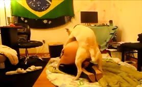 brazil dog