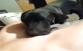 dog licking