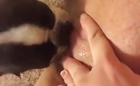 dog licking my pussy