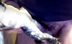 lizard love
