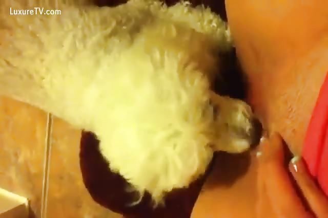 White dog licking trimmed pussy of a slutty wife in a hot zo