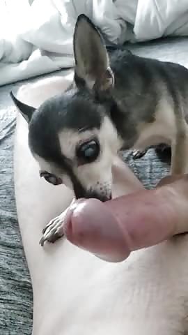 MAle licky