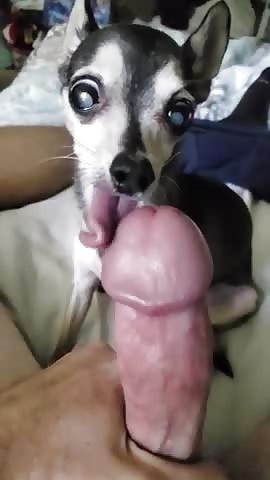Male licky 2
