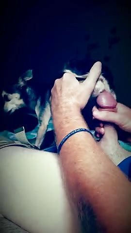 Male licky 4