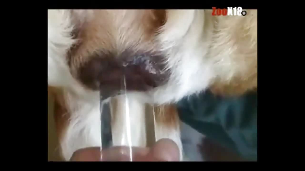 Guy Creampies Dog