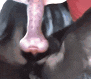 ZOO GUY HUNGRY FOR SUCKING DOG COCKS AND DRINKING DOG C