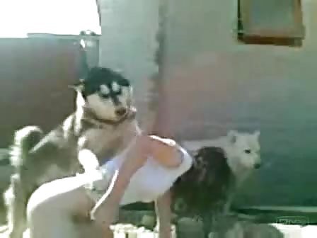 dog mount young teen
