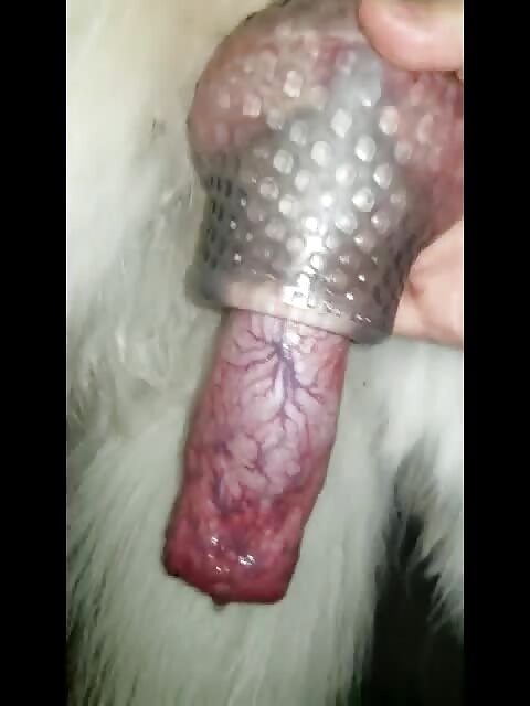 Cumming dogs