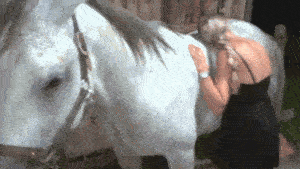 Vixen & Lady Wolf - White Stallion Pleasure