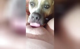 Bbw mature licked by her dog [bbw-mature-licked-by-her-dog]