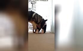 Chubby BBW Gets Knotted By German Shepherd [chubby-bbw-gets-knotted-by-german-shepherd]