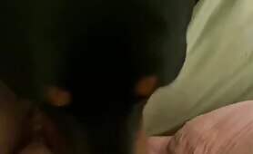 Dog licks a fat bbw pussy [dog-licks-a-fat-bbw-pussy]