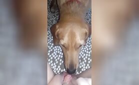 Dog licks her cheesy pussy [dog-licks-her-cheesy-pussy]
