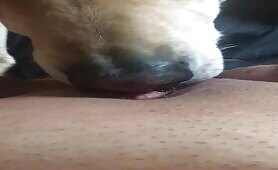 Doggy licks FtM pussy [doggy-licks-ftm-pussy]