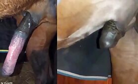 cock sliding out of the sheath, followed with cock going back in after cumming 