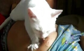 nursing cat