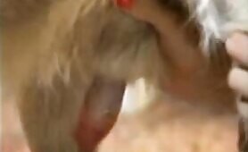 53479 retro dog getting blowjob