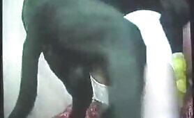 54513 dog fuck vintage