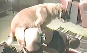 german housewife gets fucked by dog
