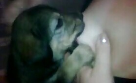 lactating puppy