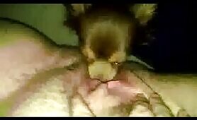 78155 my doggy girl slut