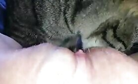 91387 cat fast lick