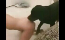 96210 fantastic doggy humping