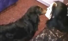 96665 kisses licks sucks all around