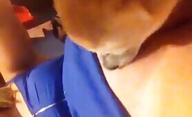 41344 dog licks pussy