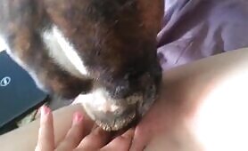 more doggy lick