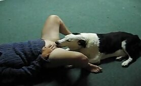 dog licks pussy