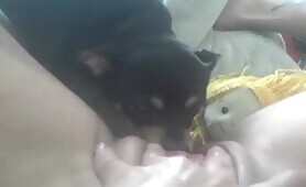 59899 ginger does megan