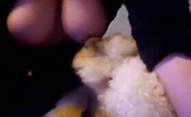 63642 two dogs lick on webcam